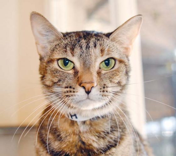 Pet of the Week